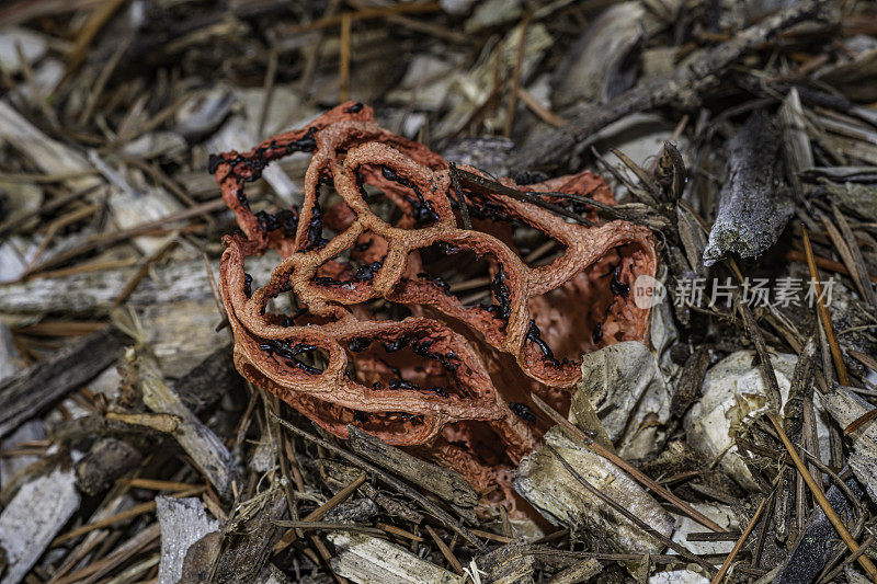 橡胶克氏菌(Clathrus ruber)是菌科真菌的一种，是克氏菌属的模式种。它通常被称为格子臭角，篮子臭角，或红笼臭角